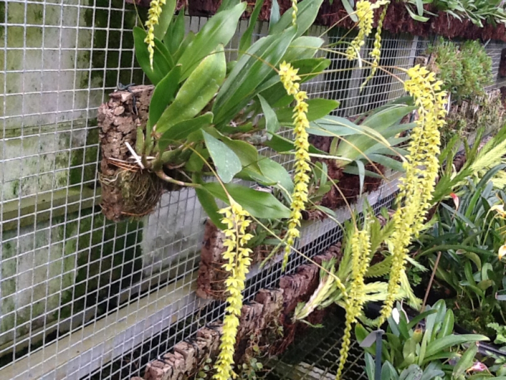 Dendrochilum formosanum (a)