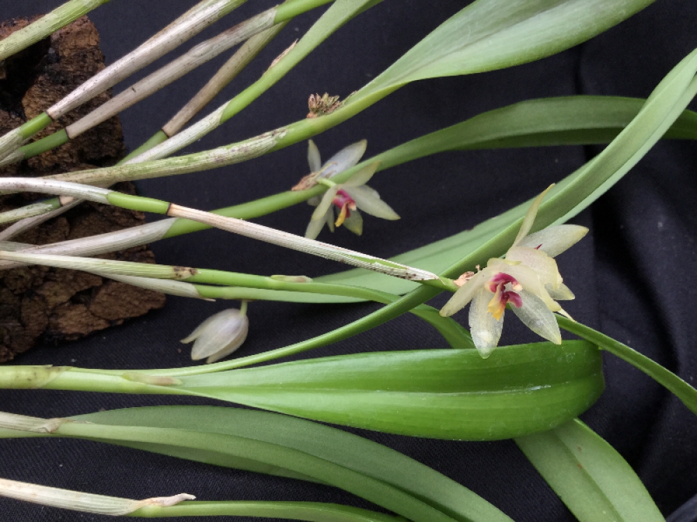 Octomeria grandiflora