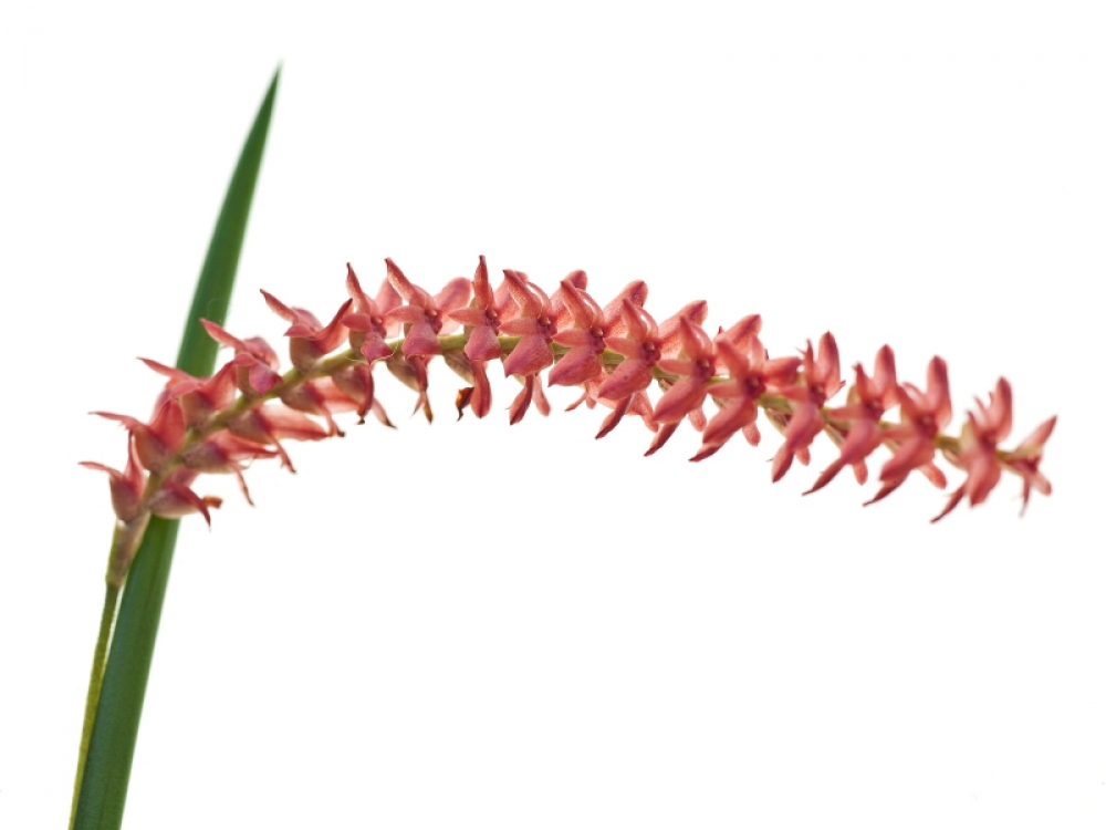 Dendrochilum wenzelii (Topf)