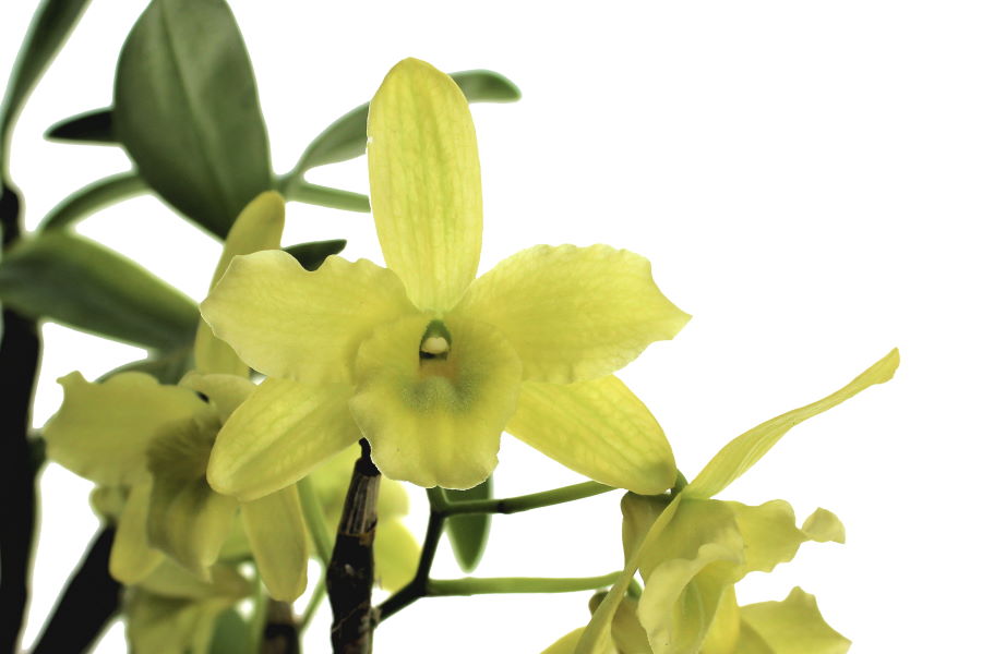 Dendrobium Green Wonder