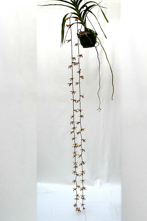Dimorphorchis lowii