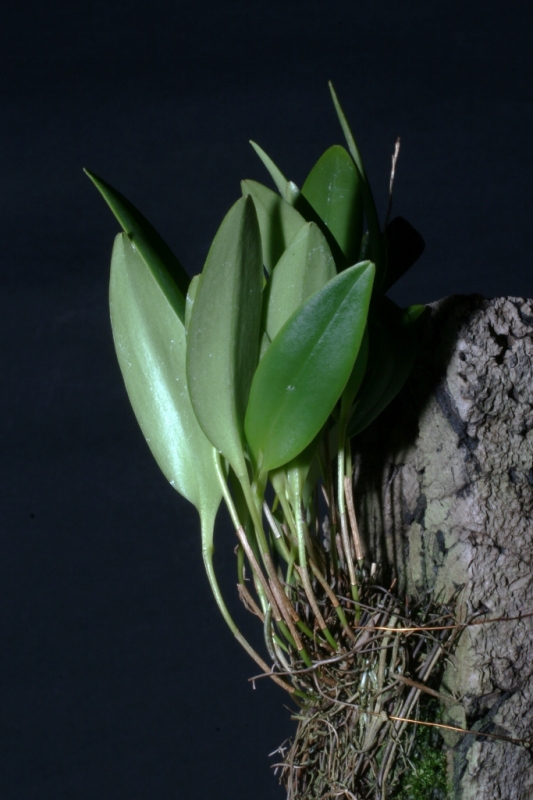 Pleurothallis divaricans