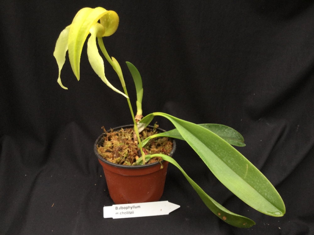 Bulbophyllum micholitzii