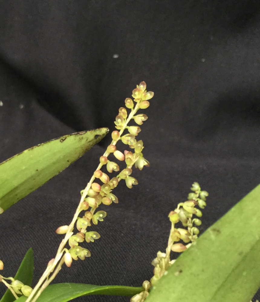 Pleurothallis divaricans