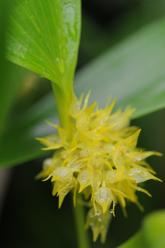 Pleurothallis chloroleuca