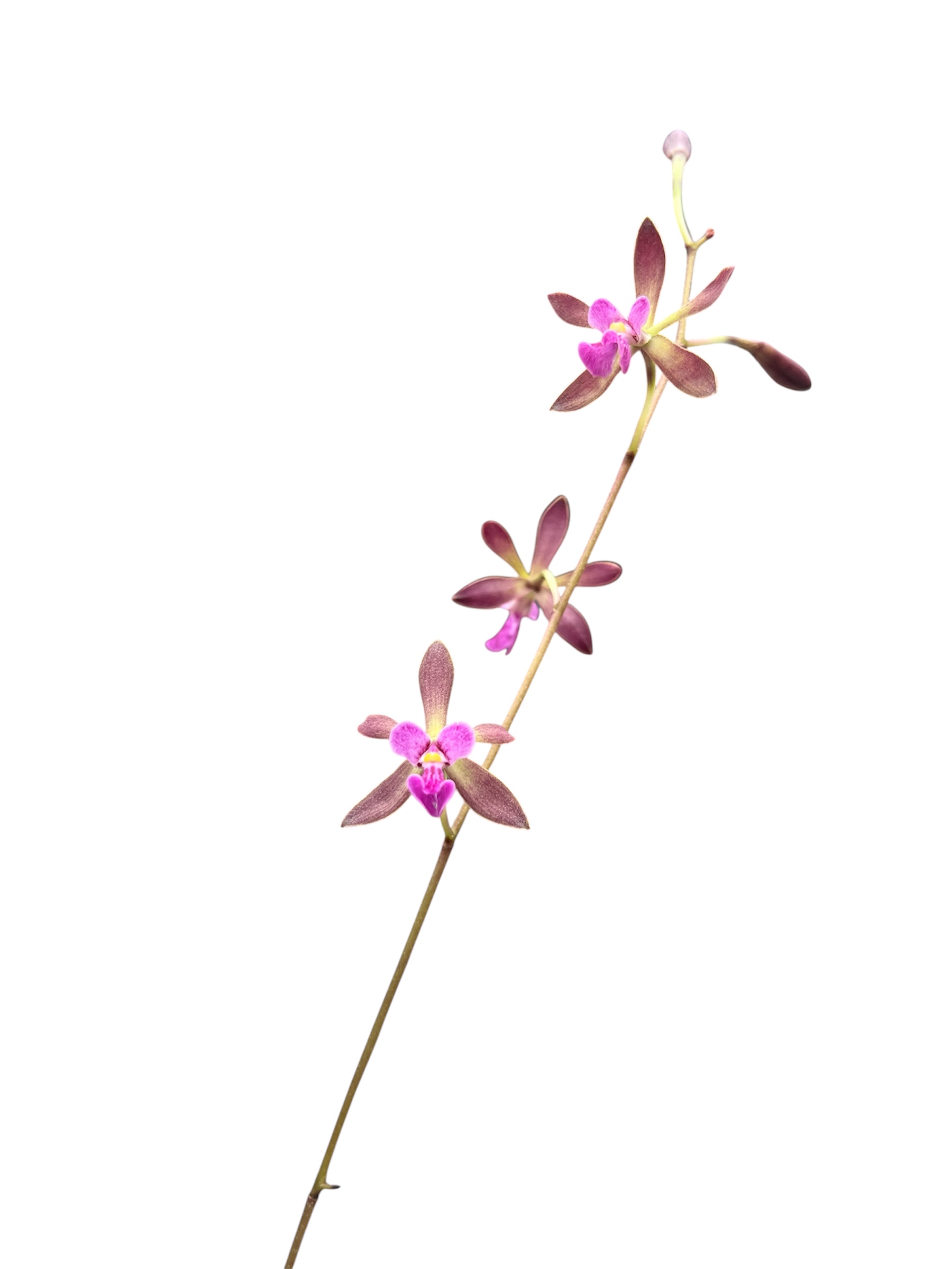 Encyclia mooreana