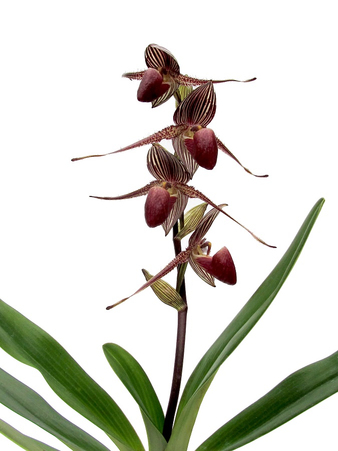 Paphiopedilum rothschildianum (Dark Eagle x Pylo AM/AOS) 