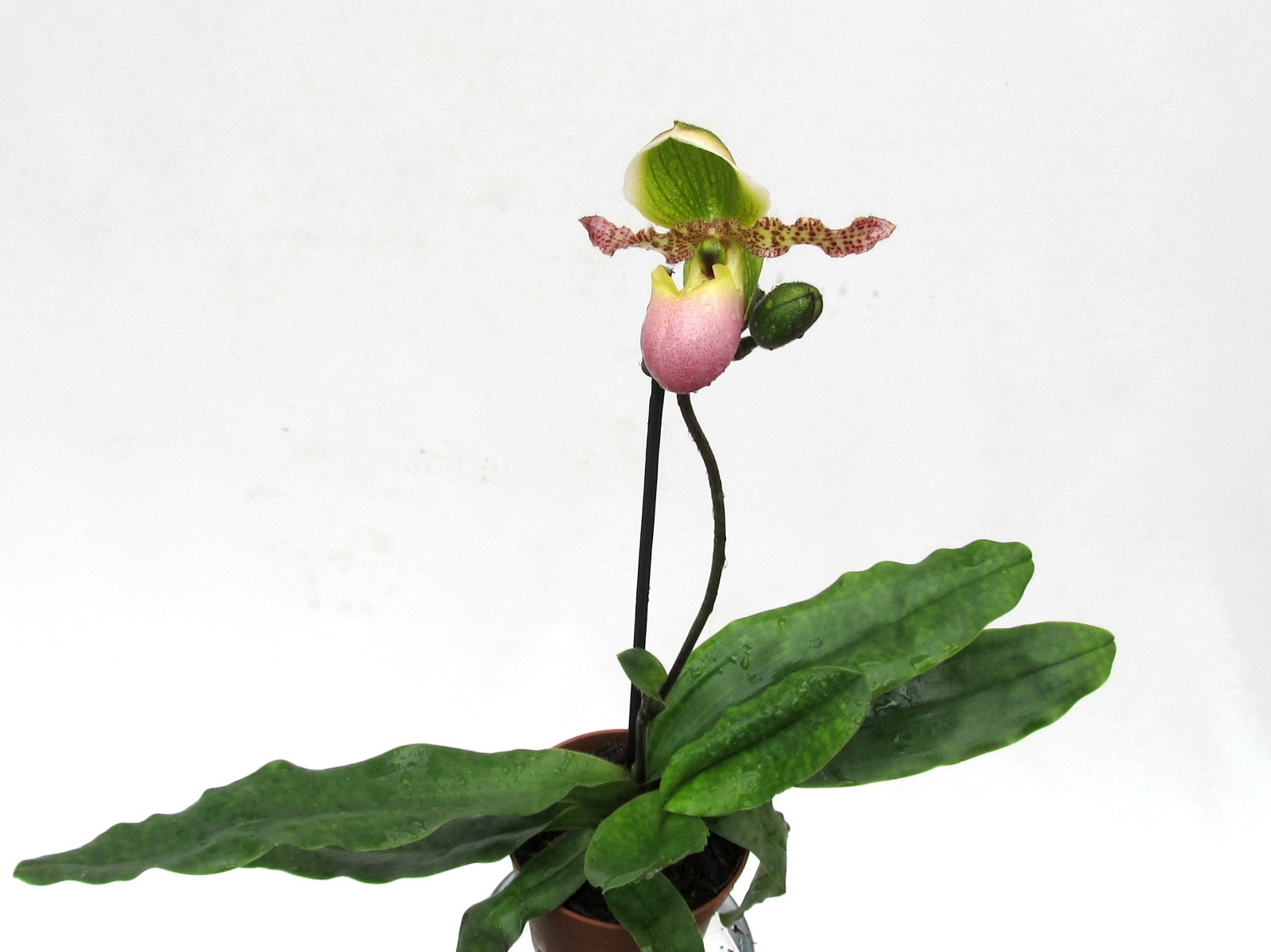 Paphiopedilum Pinocchio