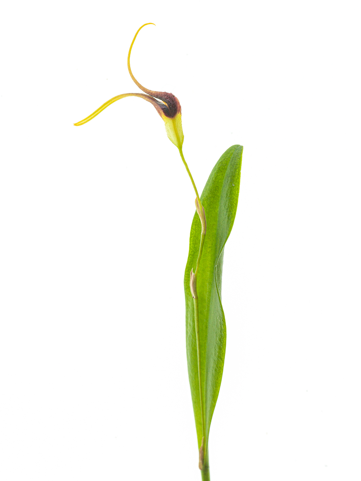 Pleurothallis kautskyi