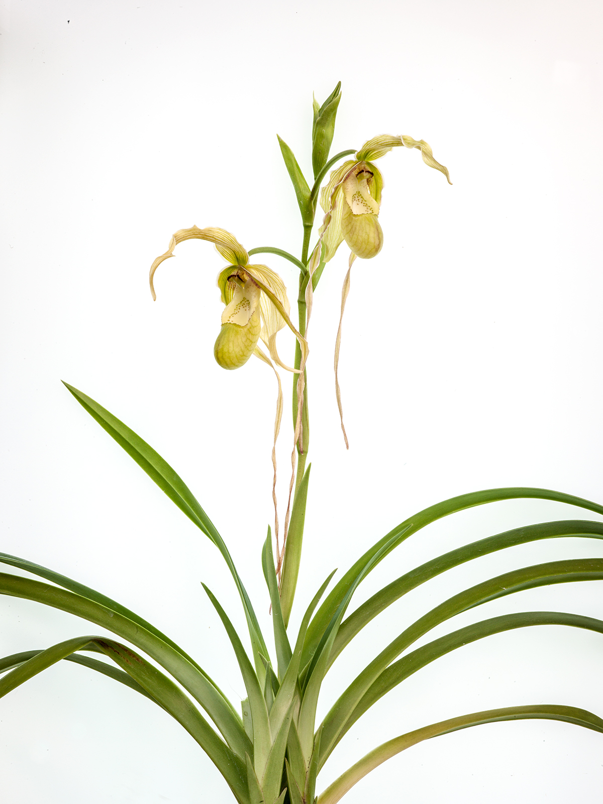 Phragmipedium  longifolium x (pearcei x wallisii)