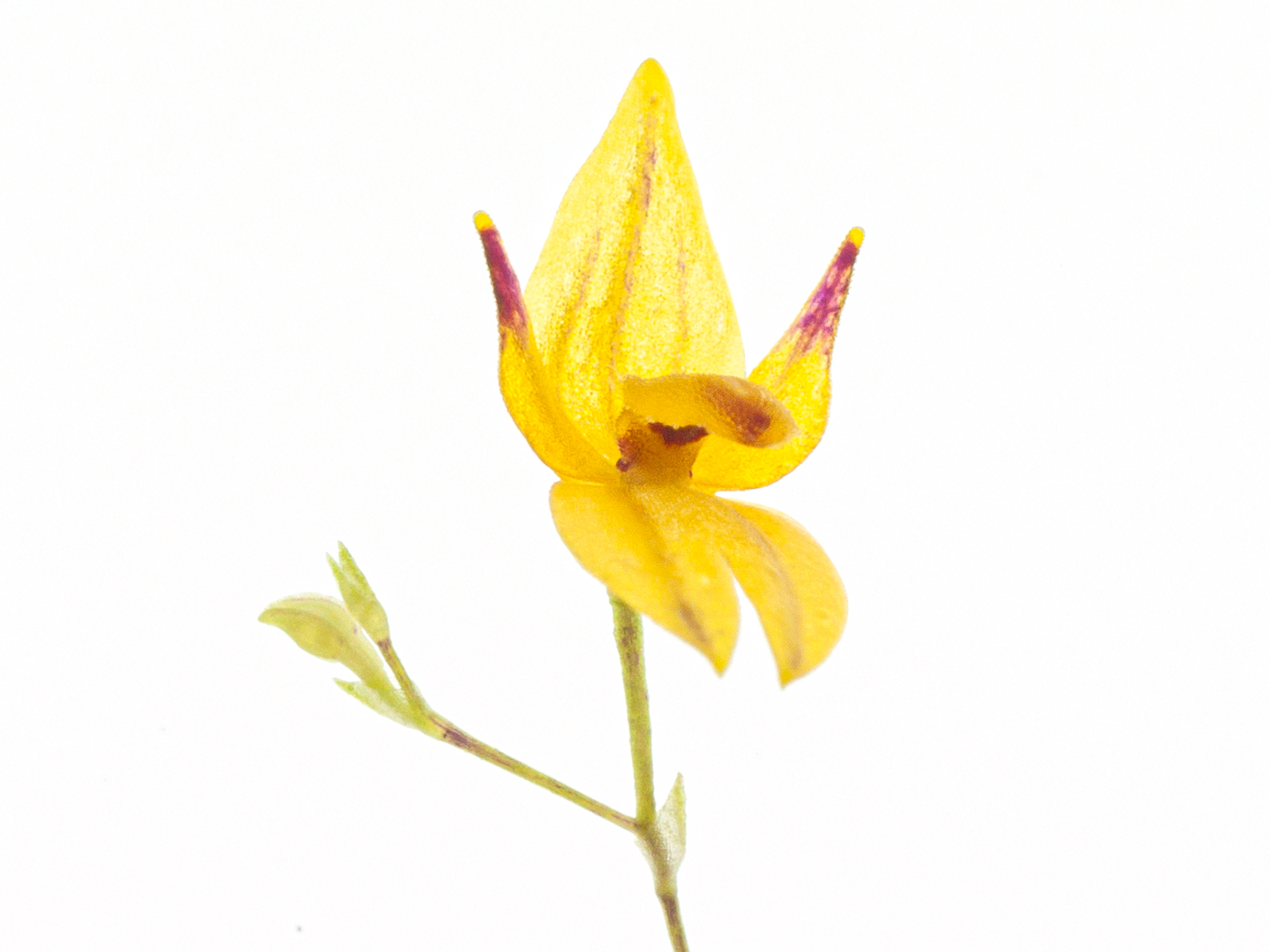 Pleurothallis rubella 