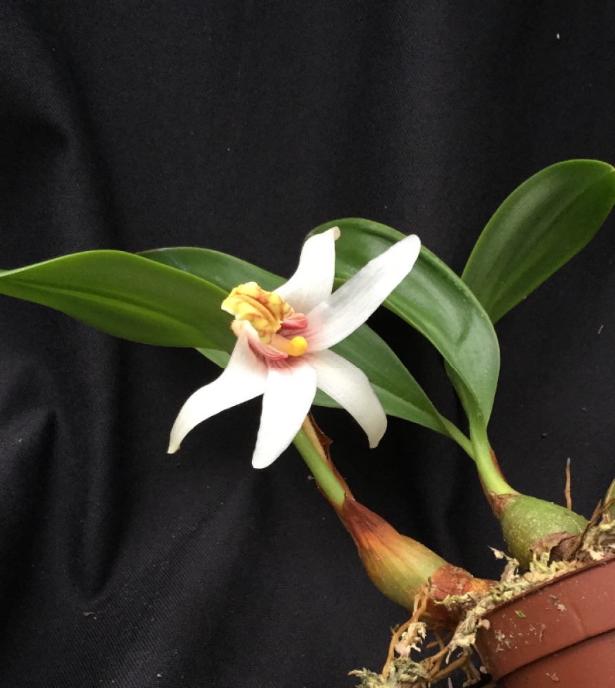 Campanulorchis globifera