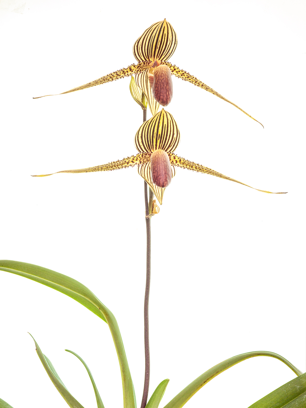 Paphiopedilum rothschildianum (Giant Wings GM/WOC x 2nd Dimension)