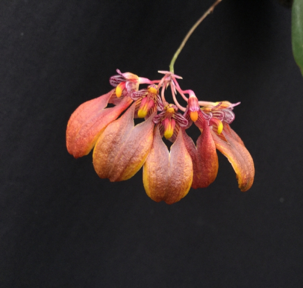 Bulbophyllum retusiusculum (aufgebunden)