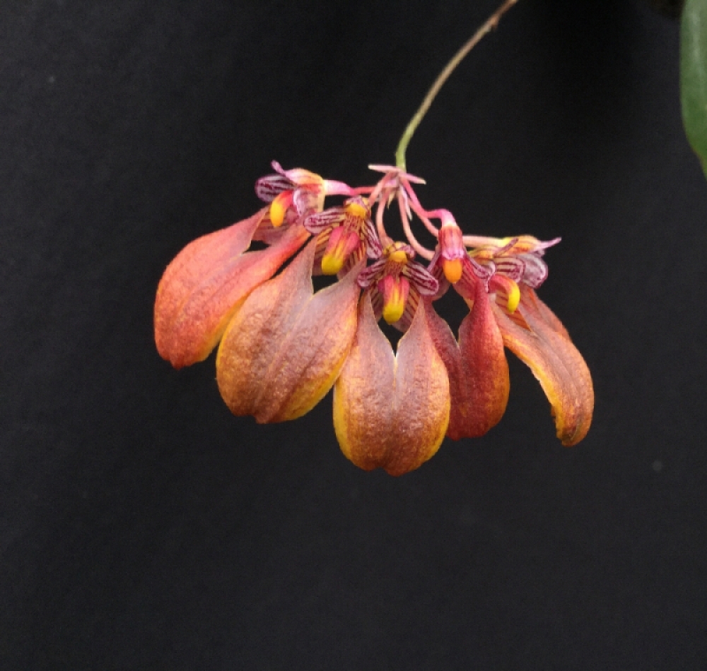 Bulbophyllum retusiusculum