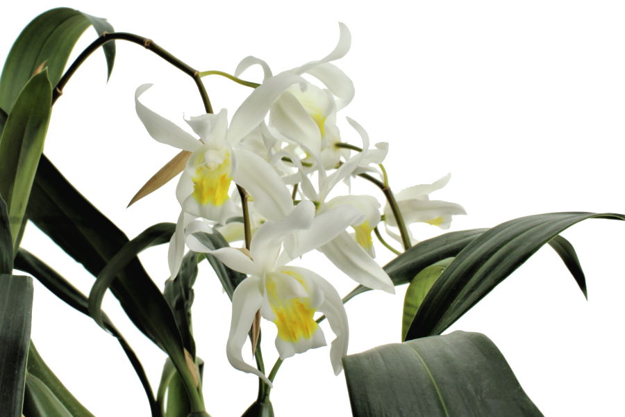 Coelogyne Intermedia (cristata x tomentosa)