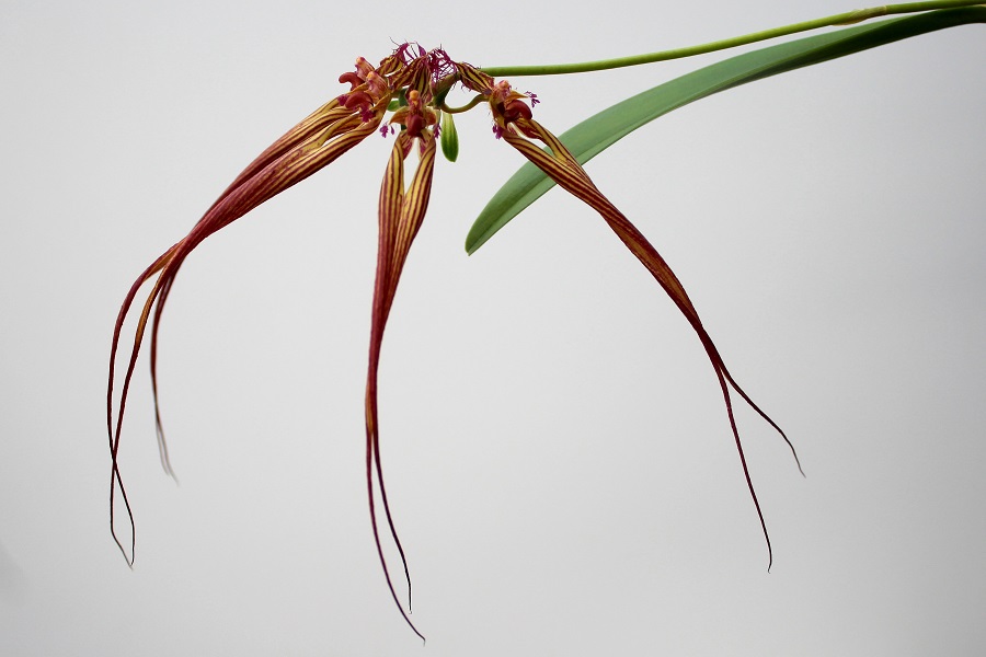 Bulbophyllum wendlandianum (mounted)