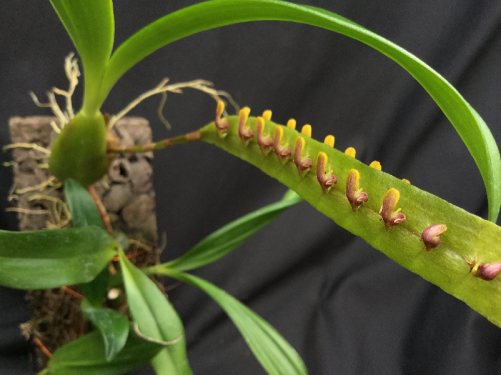 Bulbophyllum falcatum grün