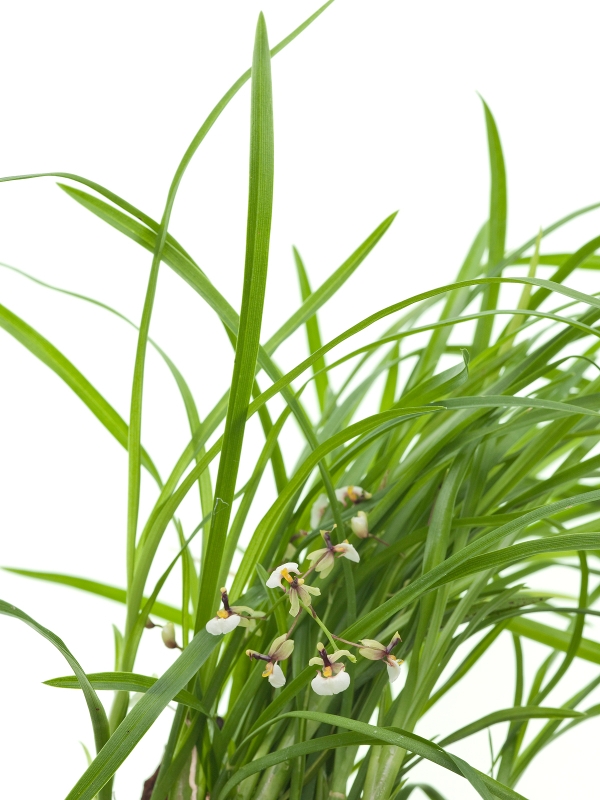 Gomesa radicans