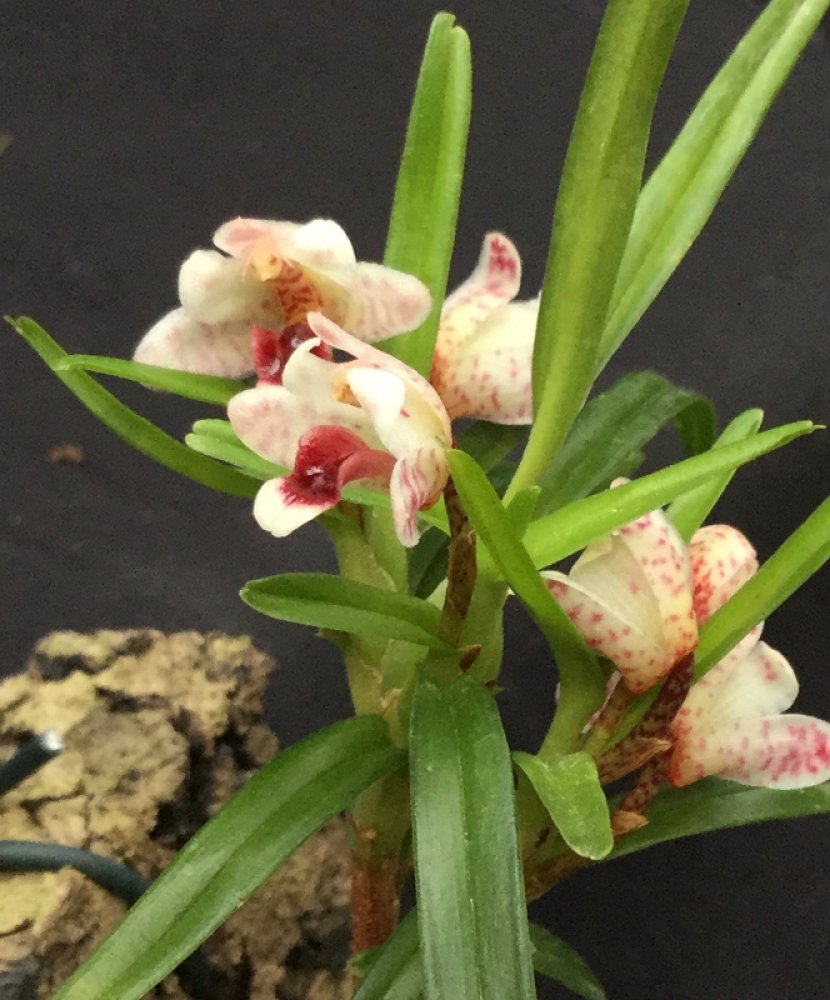 Maxillaria arbuscula