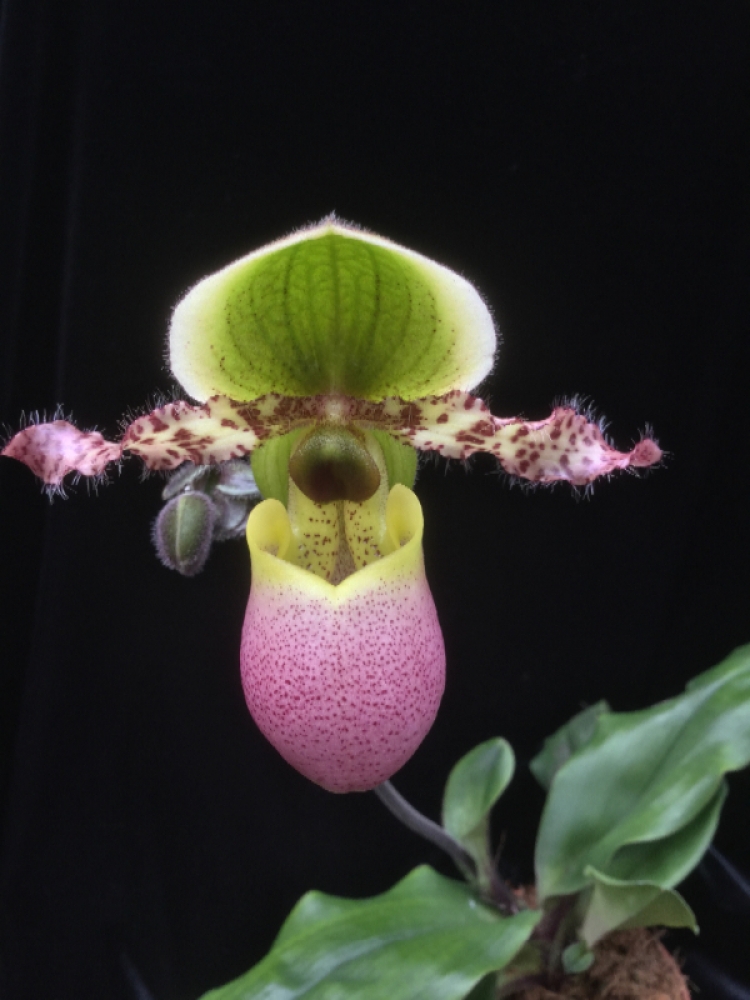 Paphiopedilum Pinocchio