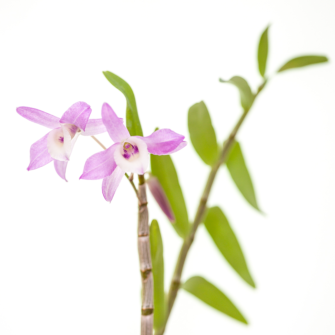 Dendrobium ferdinandi