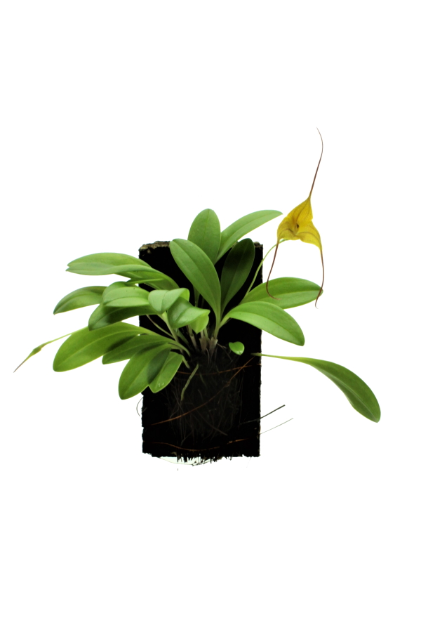 Masdevallia triangularis (mounted)