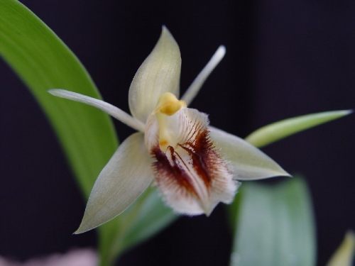 Coelogyne fimbriata