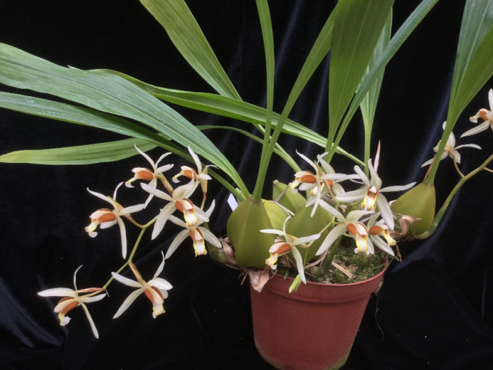 Coelogyne velutina