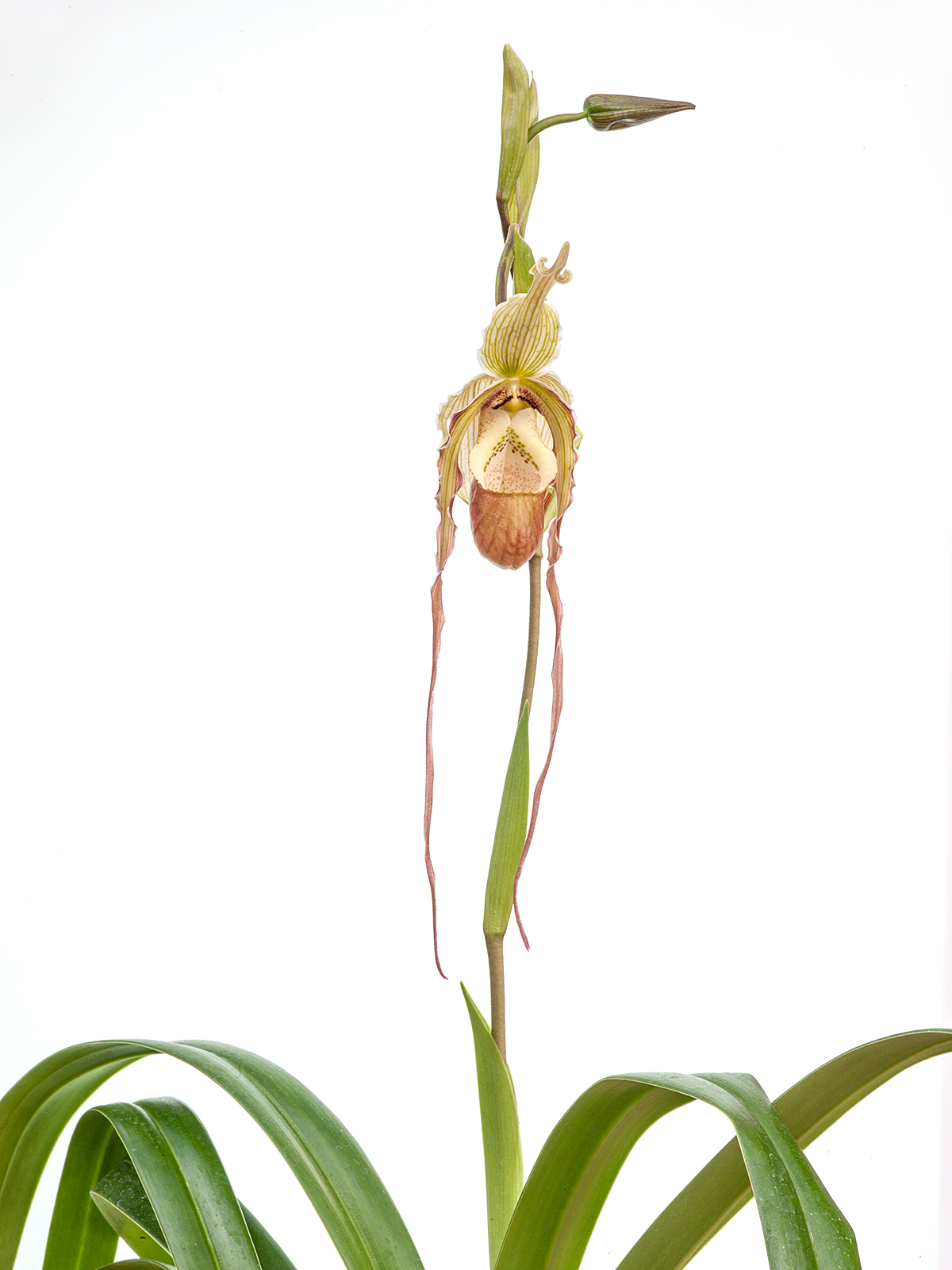 Phragmipedium  longifolium x (pearcei x wallisii)