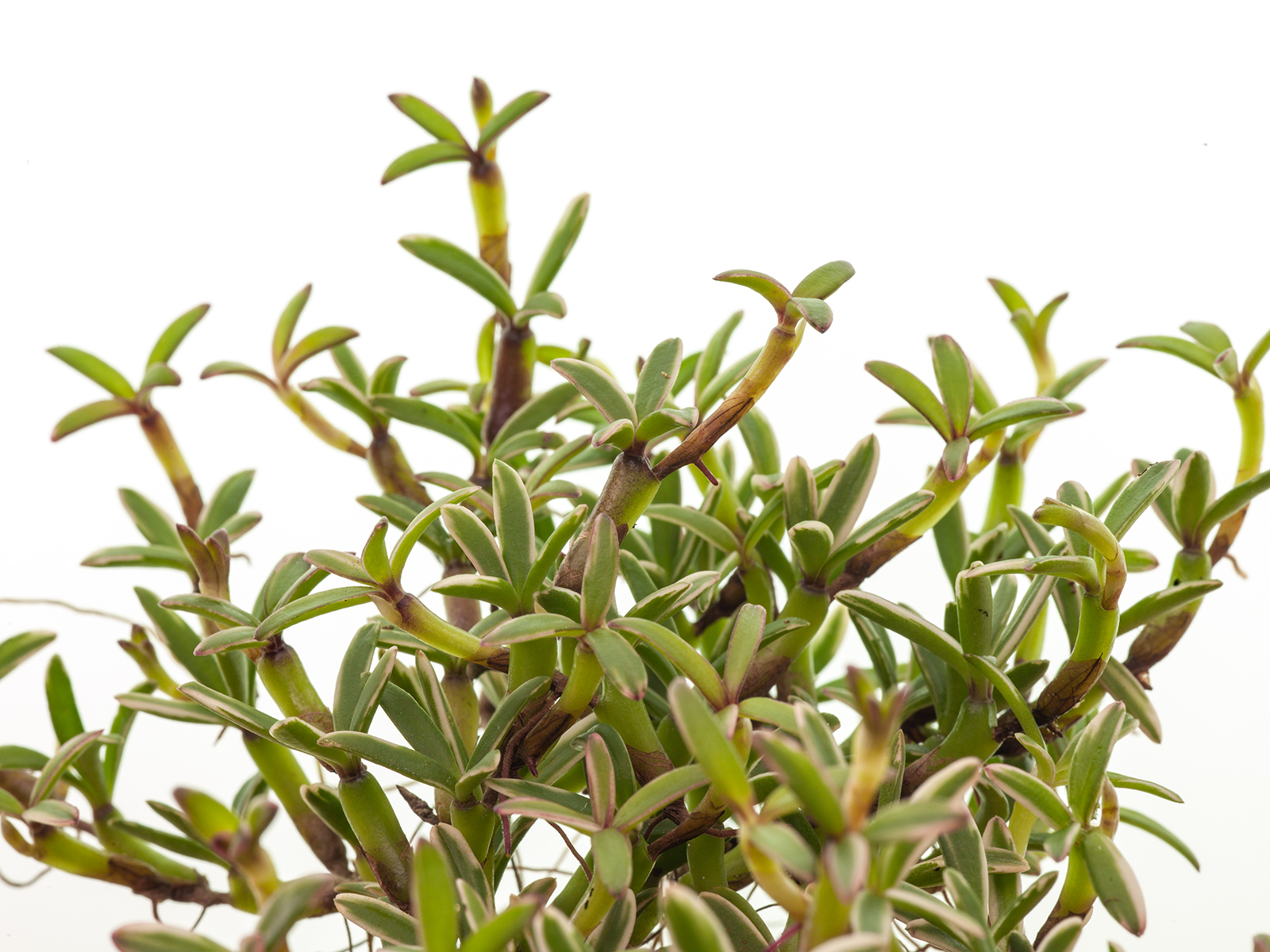 Mediocalcar decoratum variegatum