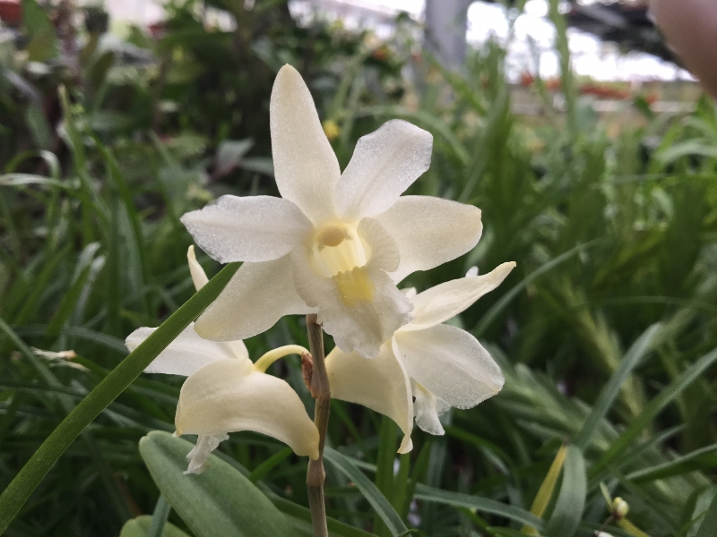 Dendrobium planibulbe 