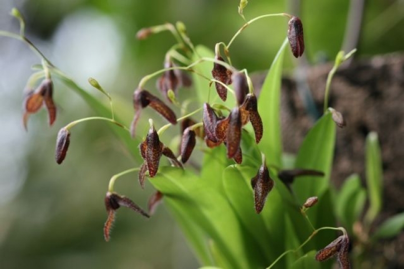 Pleurothallis flexuosa dunkel