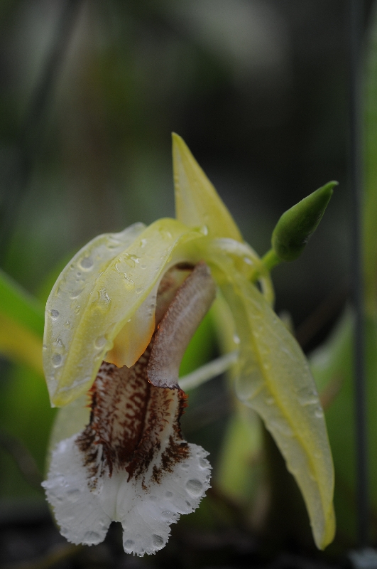 Coelogyne speciosa green