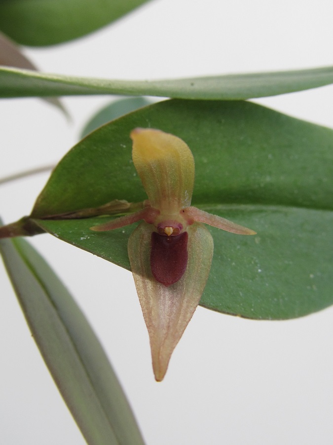 Pleurothallis undulata