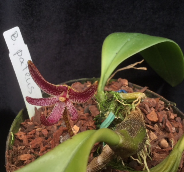 Bulbophyllum patens