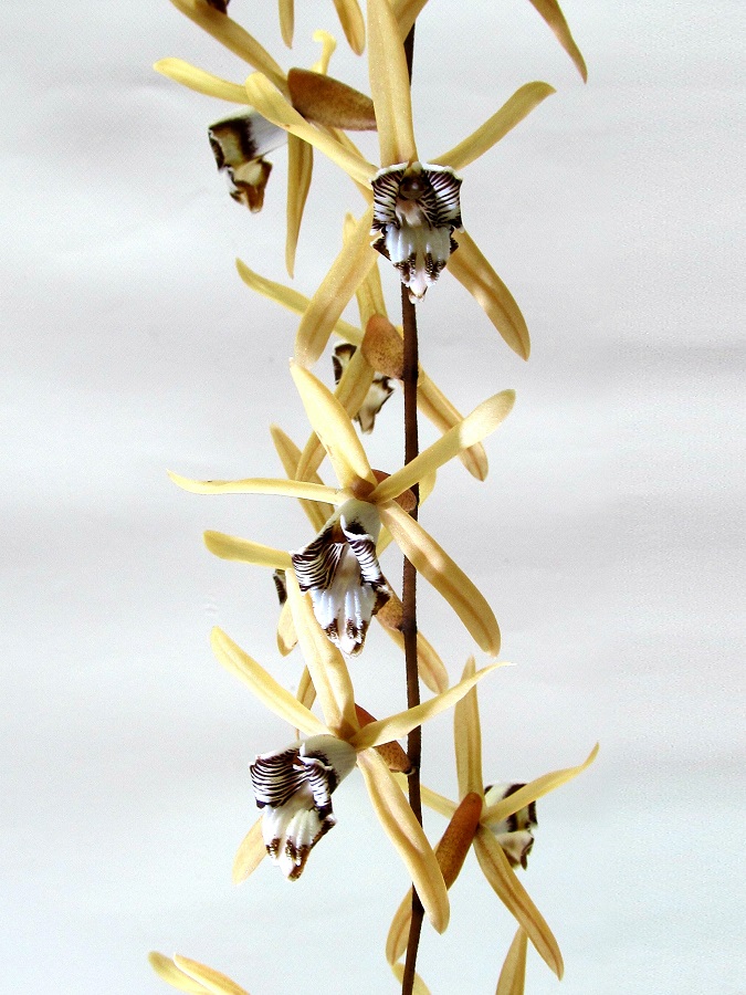 Coelogyne dayana