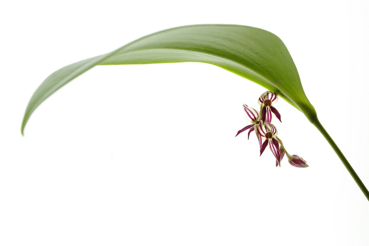 Pleurothallis secunda