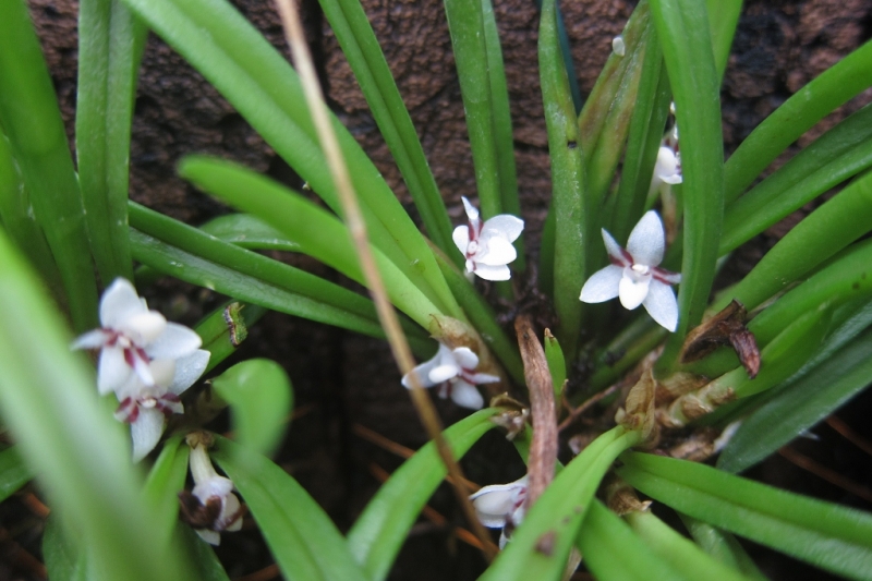 Ceratostylis brevibrachiata