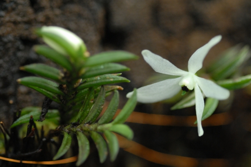 Ceratochilus biglandulosus (Trichoglottis biglandulosa)