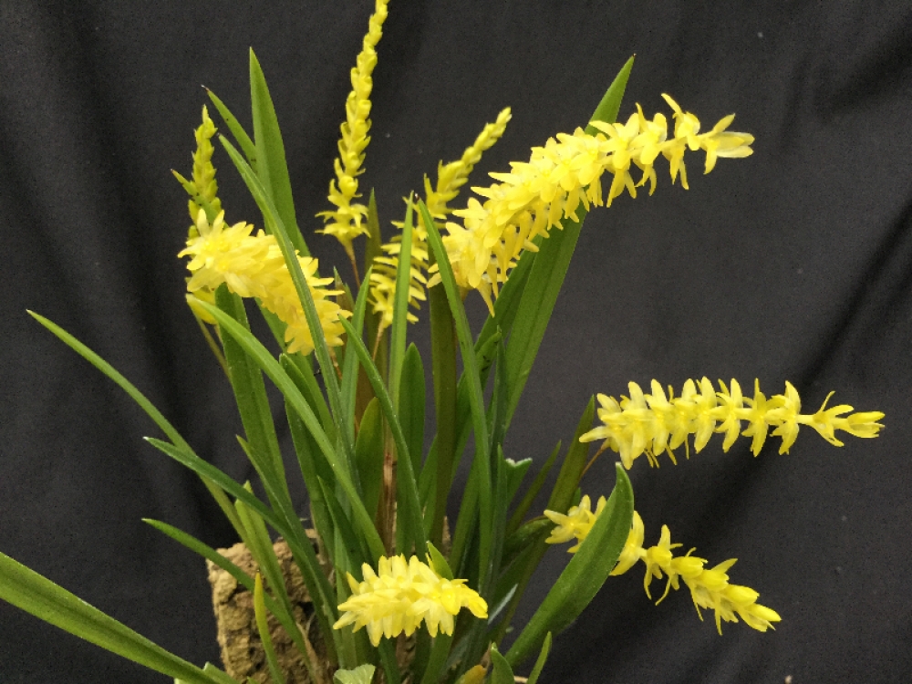 Dendrochilum javieriense