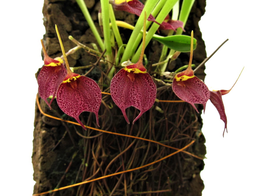Masdevallia burzlaffiana