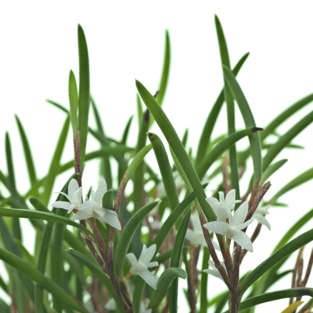 Ceratostylis philippinensis