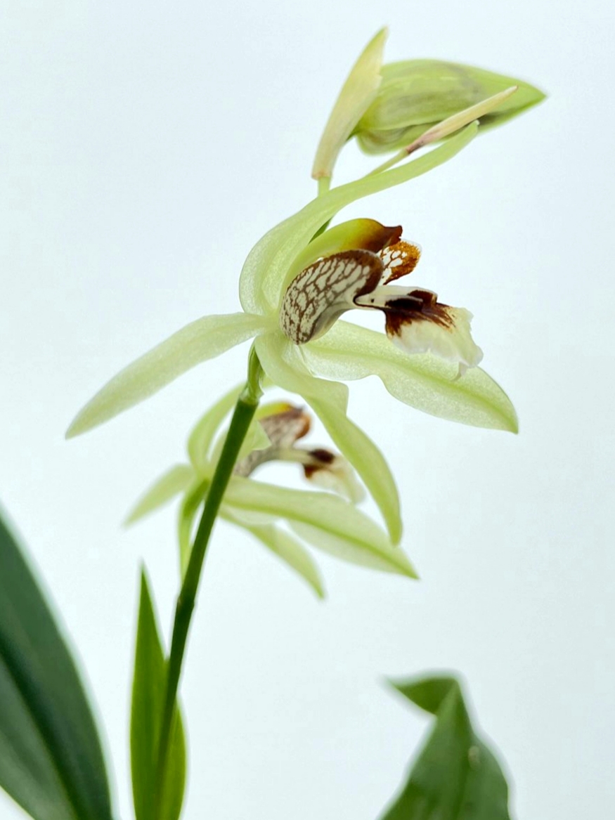 Coelogyne confusa