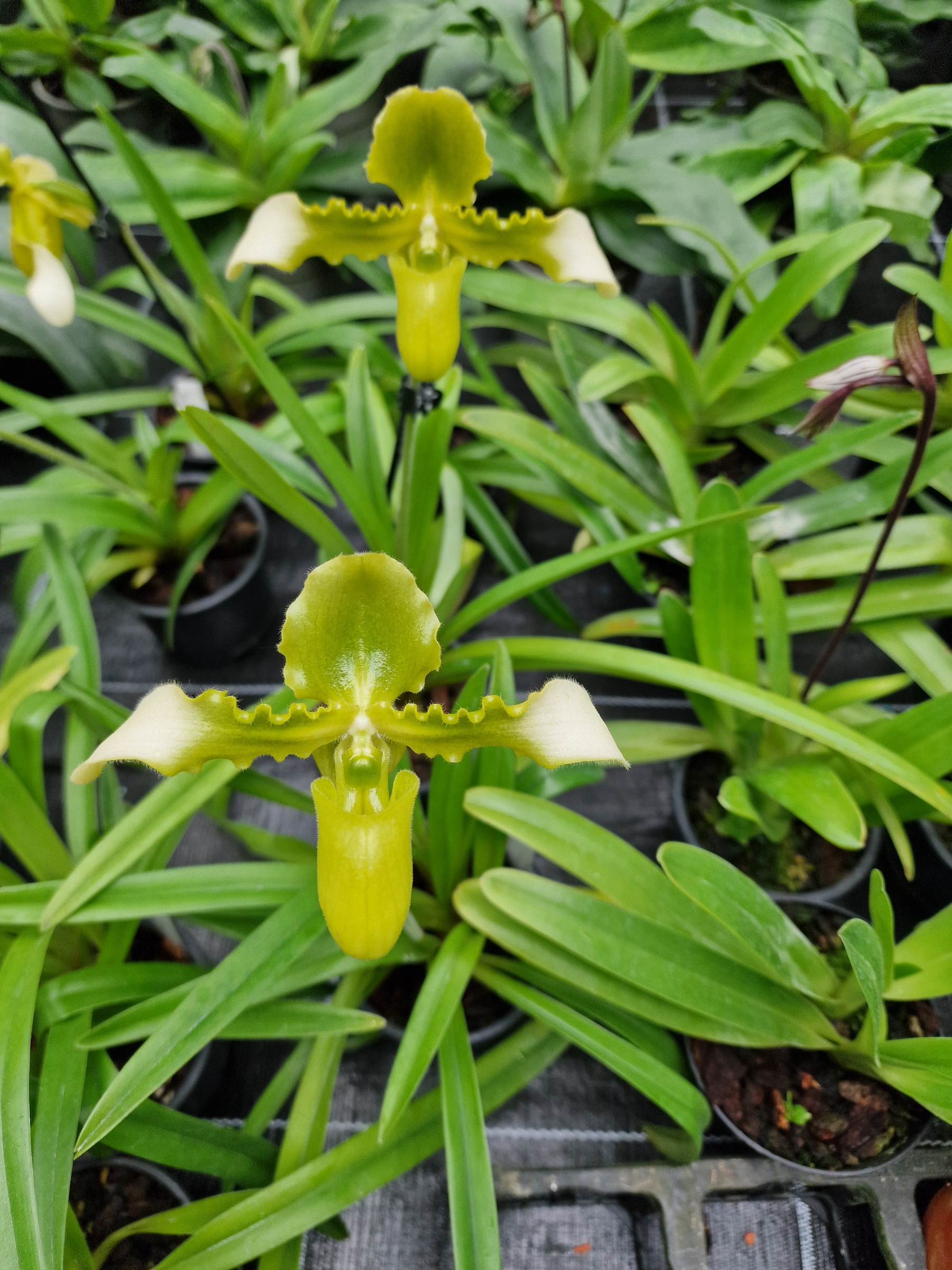 Paphiopedilum hirsutissimum album