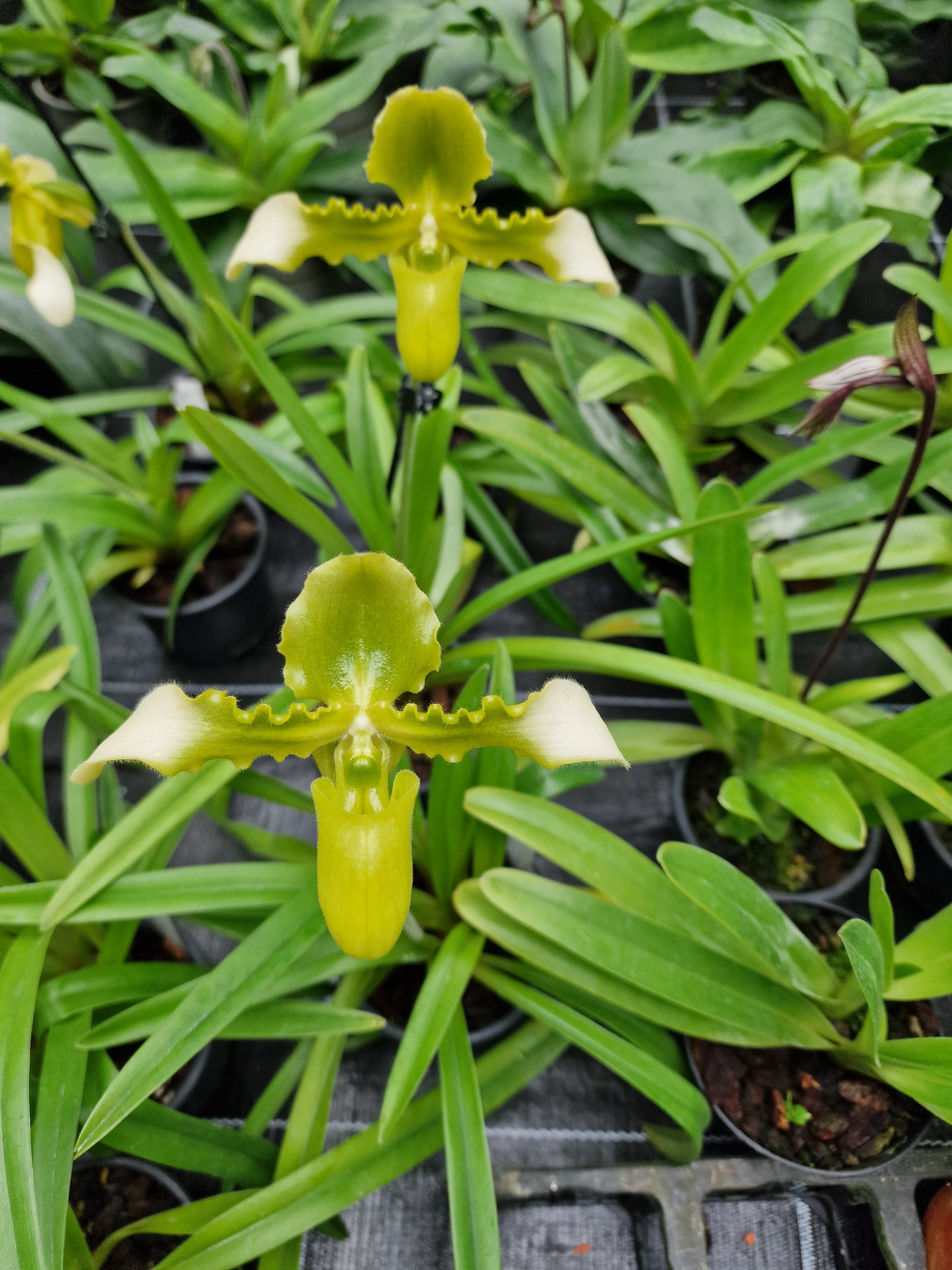 Paphiopedilum hirsutissimum frm. album