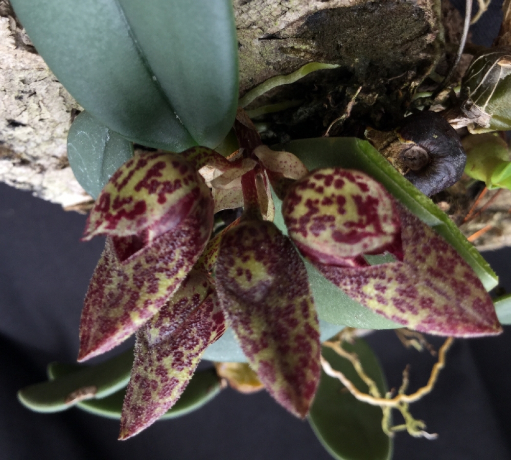 Bulbophyllum frostii