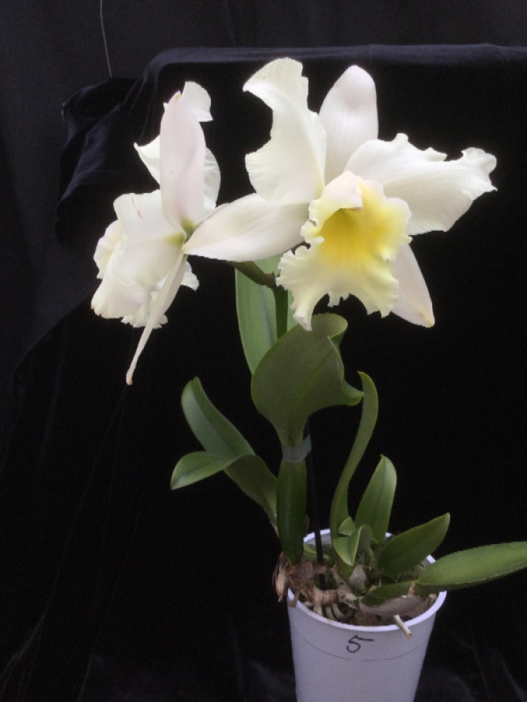 Cattleya Shinfong White Charm White Rose