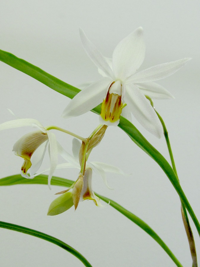Coelogyne huettneriana