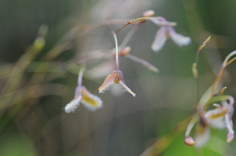 Pleurothallis flexuosa mini (Specklinia kefersteiniana)